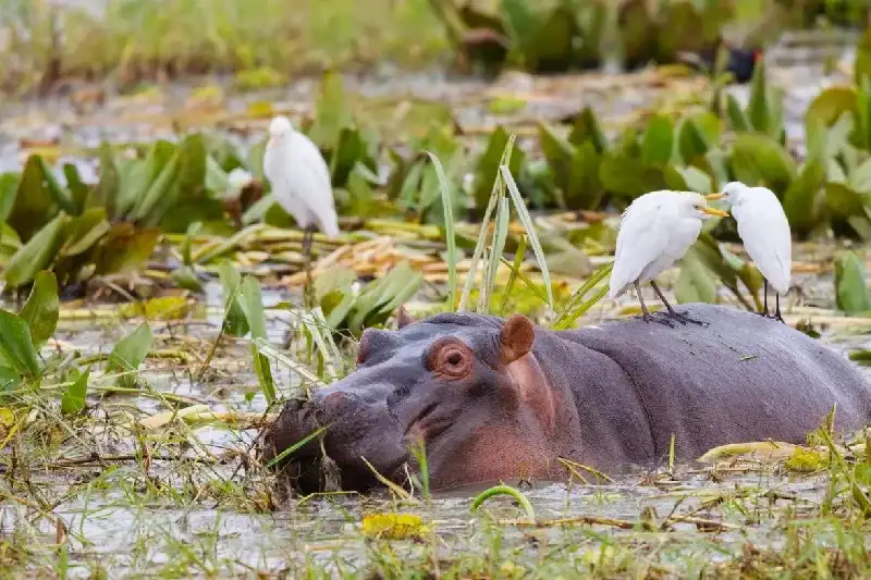 Sugar and Spice : Best of Tanzania & Zanzibar